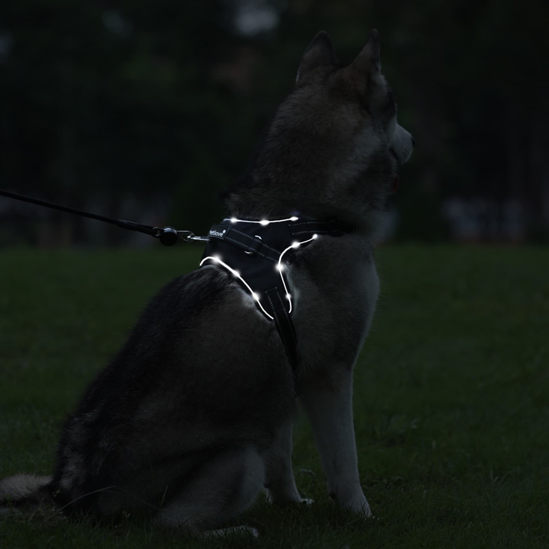 

PETLOVE Szelki pojedyncze LED dla psa L czarne [SZELLEDZLBK]