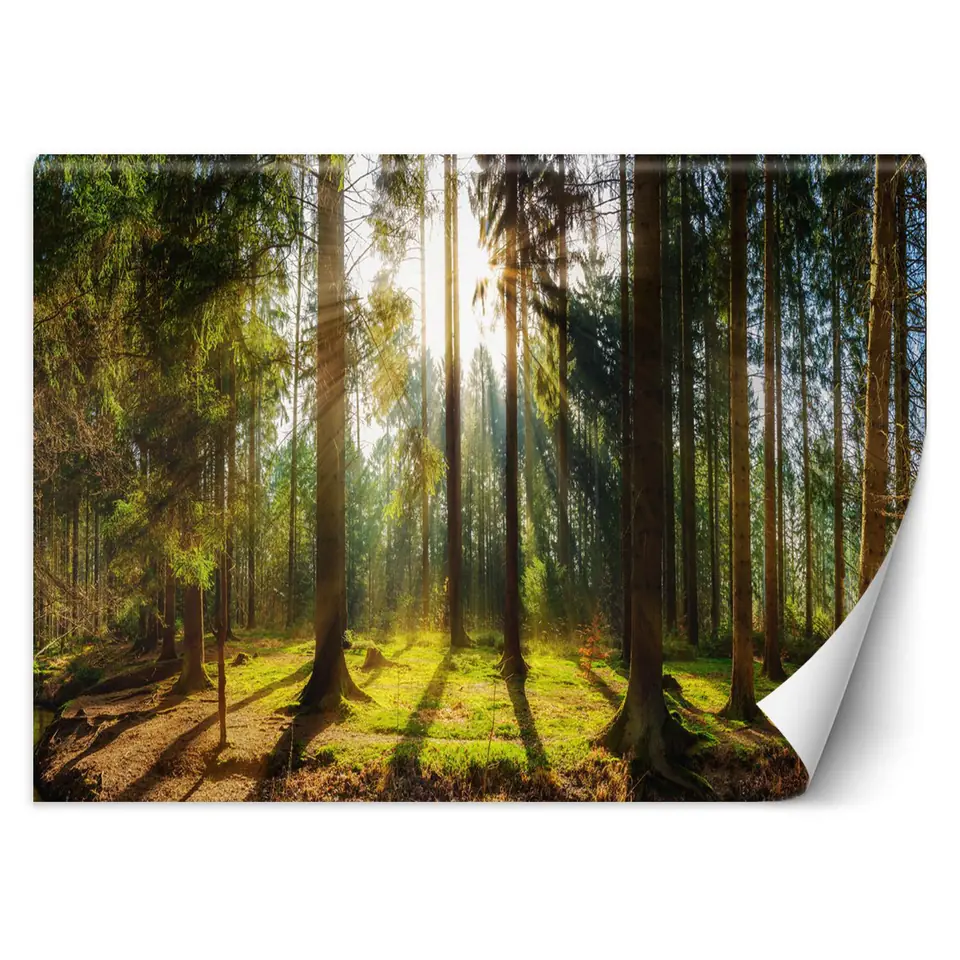 ⁨Fototapeta, Las w promieniach słońca natura krajobraz (Rozmiar 350x245)⁩ w sklepie Wasserman.eu