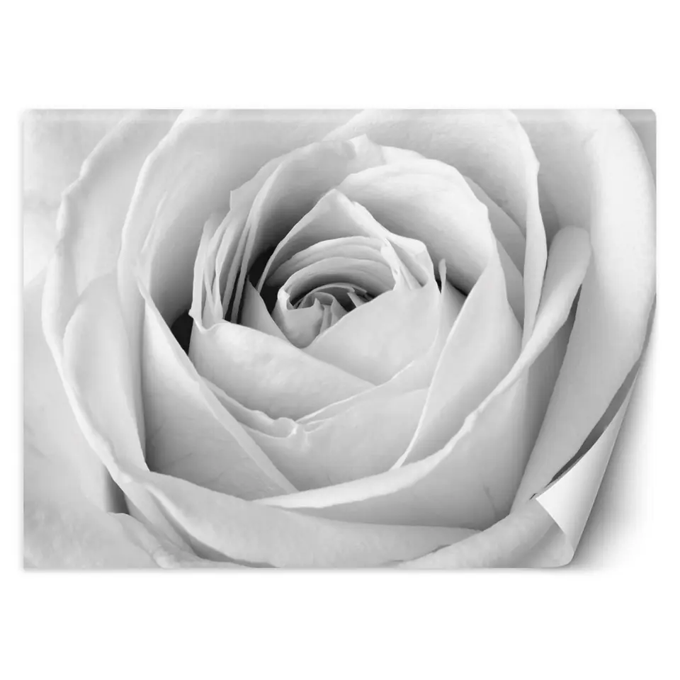 ⁨Fototapeta, Biała róża kwiaty natura (Rozmiar 400x280)⁩ w sklepie Wasserman.eu