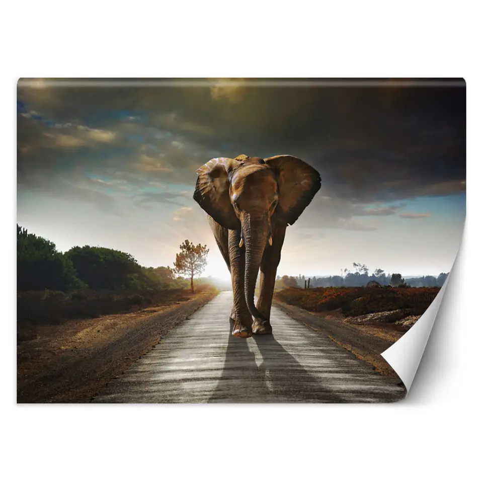 ⁨Fototapeta, Wędrujący słoń (Rozmiar 300x210)⁩ w sklepie Wasserman.eu