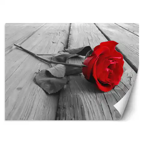 ⁨Fototapeta, Czerwona róża na pomoście (Rozmiar 450x315)⁩ w sklepie Wasserman.eu