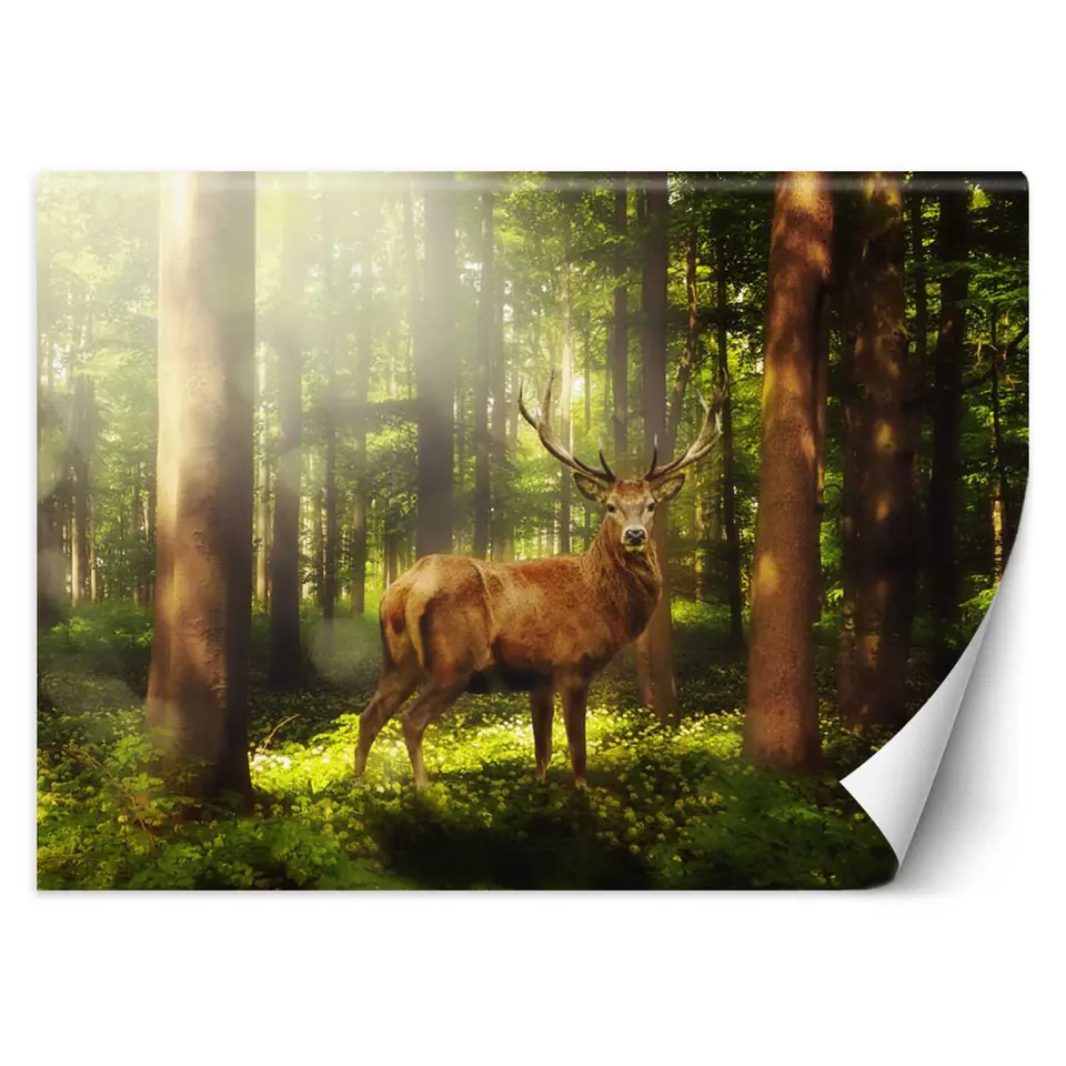 ⁨Fototapeta, Jeleń w lesie (Rozmiar 350x245)⁩ w sklepie Wasserman.eu