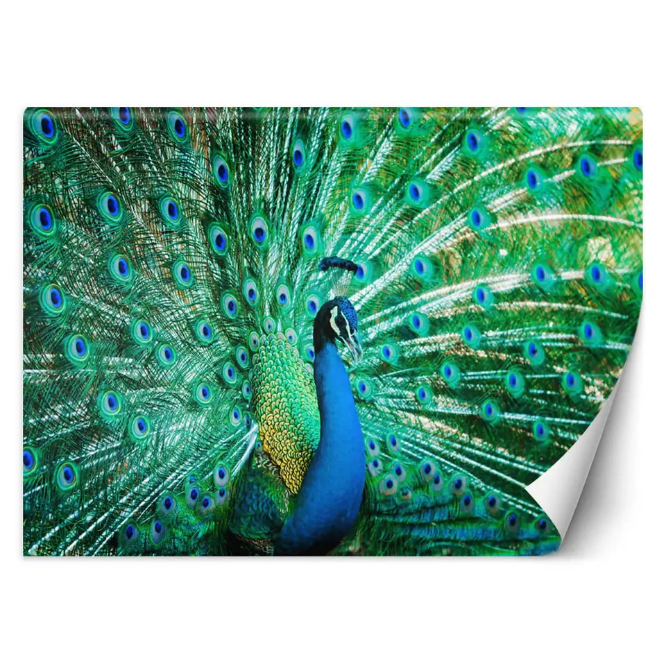 ⁨Wall mural, Colorful peacock (Size 350x245)⁩ at Wasserman.eu