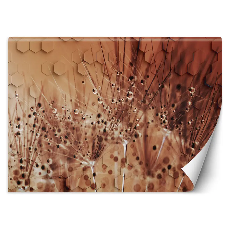 ⁨Fototapeta, Dmuchawce w kroplach rosy (Rozmiar 100x70)⁩ w sklepie Wasserman.eu