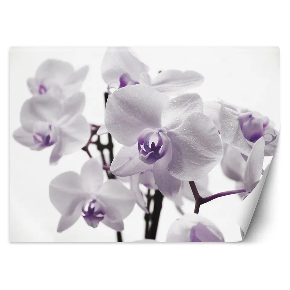 ⁨Fototapeta, Kwitnąca orchidea (Rozmiar 350x245)⁩ w sklepie Wasserman.eu