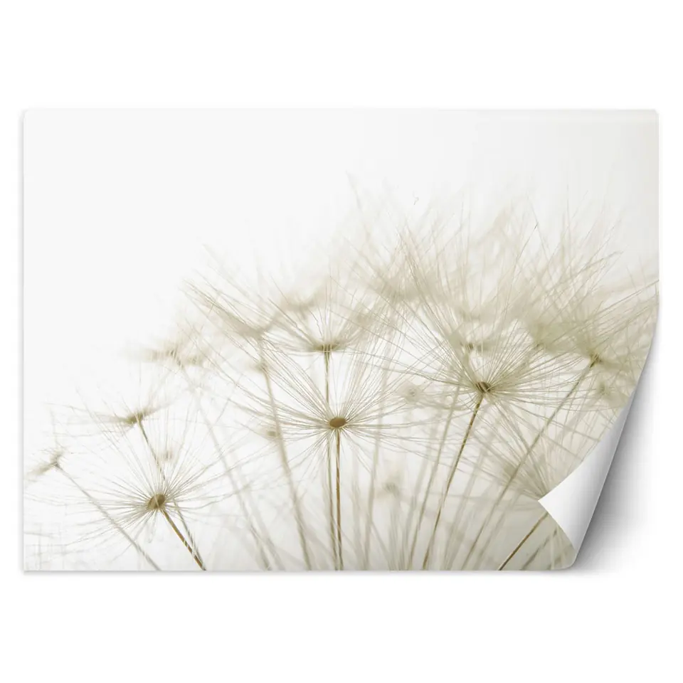 ⁨Fototapeta, Dmuchawce rośliny natura (Rozmiar 150x105)⁩ w sklepie Wasserman.eu