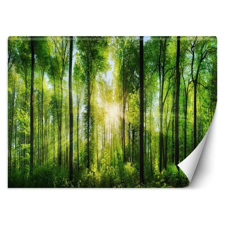 ⁨Wall mural, Rays of the sun in a green forest (Size 400x280)⁩ at Wasserman.eu