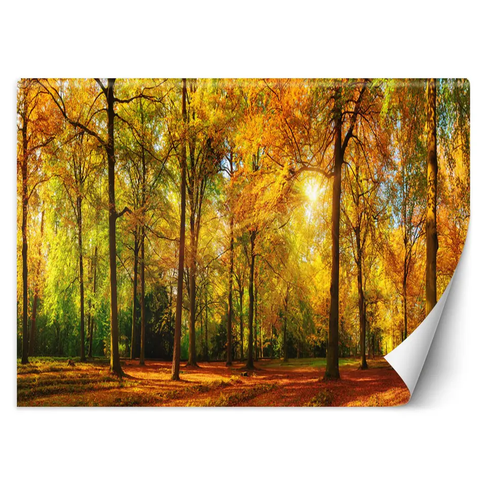 ⁨Wall mural, Autumn forest (Size 100x70)⁩ at Wasserman.eu
