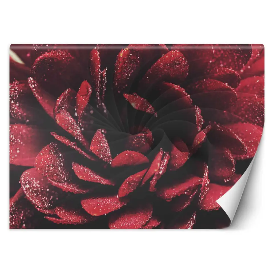 ⁨Fototapeta, Kwiat makro (Rozmiar 150x105)⁩ w sklepie Wasserman.eu