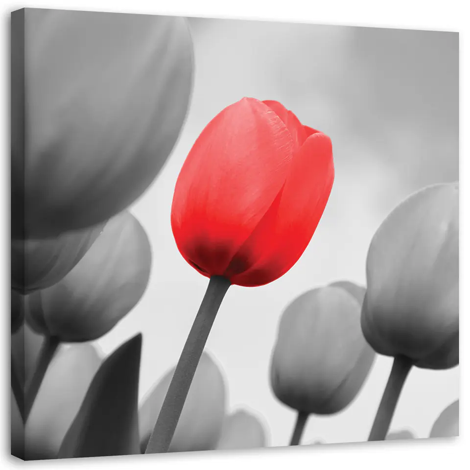 ⁨Painting on canvas, Red tulip in gray (Size 40x40)⁩ at Wasserman.eu