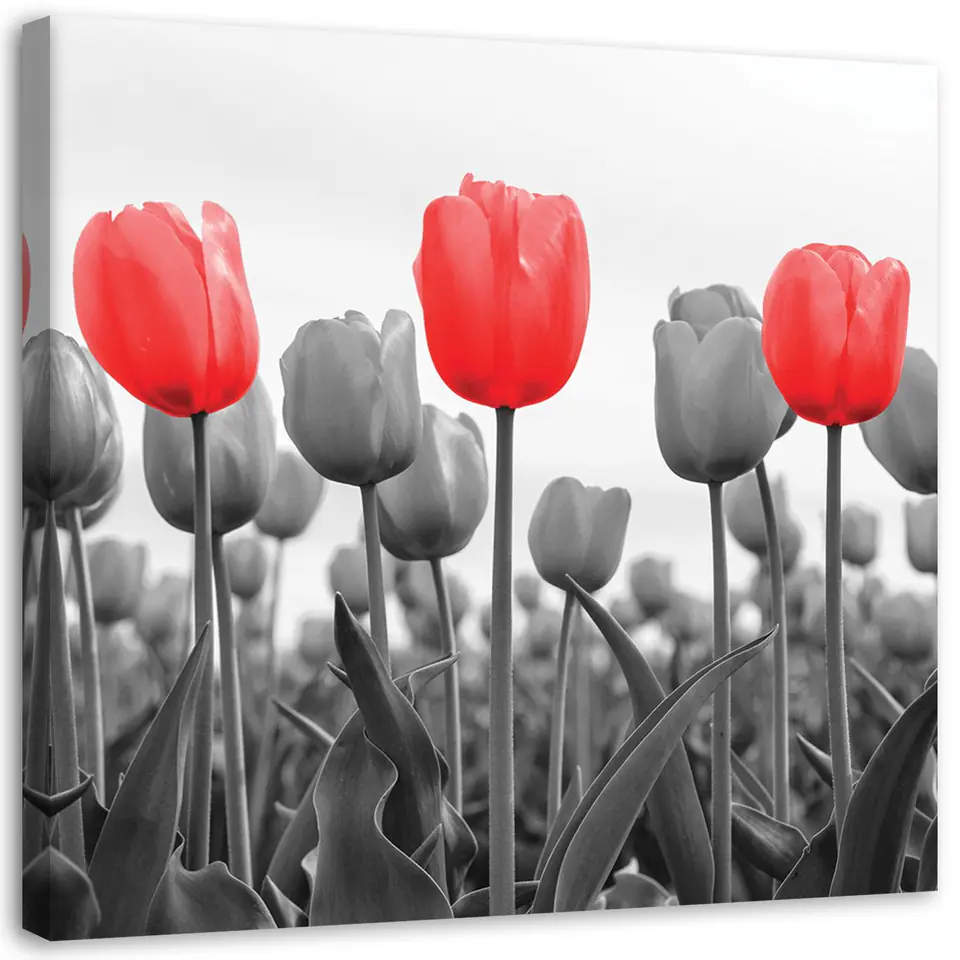 ⁨Obraz na płótnie, Czerwone tulipany na łące (Rozmiar 50x50)⁩ w sklepie Wasserman.eu