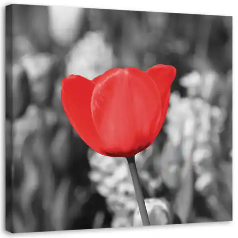 ⁨Obraz na płótnie, Czerwony tulipan na łące (Rozmiar 50x50)⁩ w sklepie Wasserman.eu