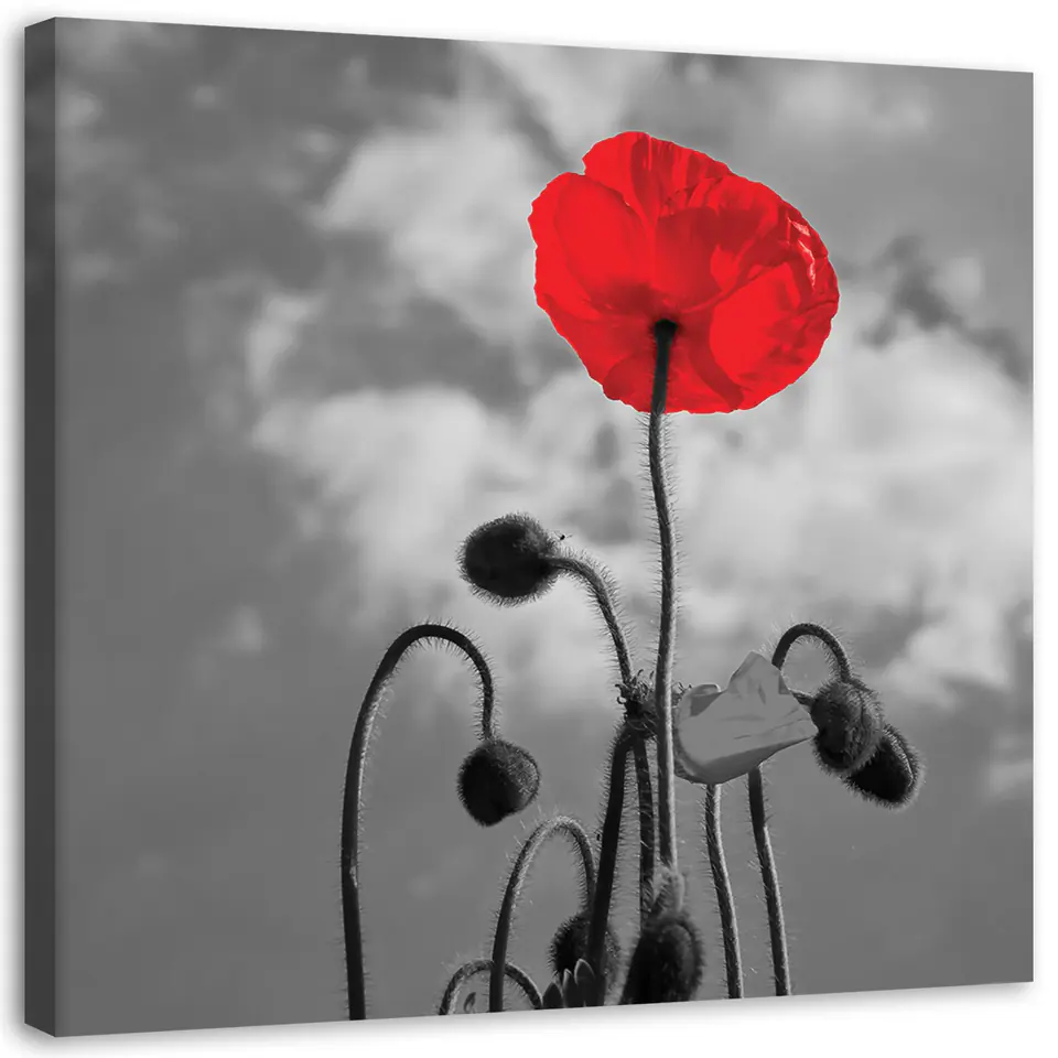 ⁨Painting on canvas, Blooming poppy (Size 60x60)⁩ at Wasserman.eu