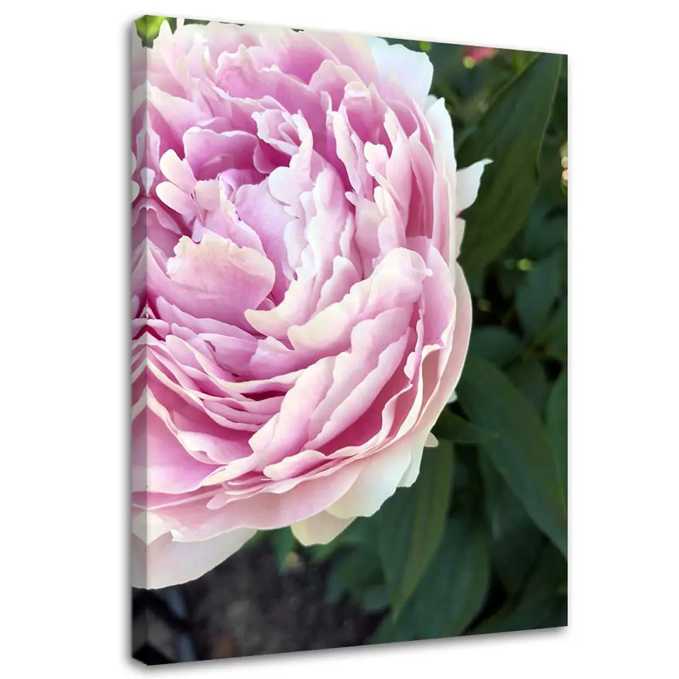 ⁨Obraz na płótnie, Różowa piwonia makro (Rozmiar 40x60)⁩ w sklepie Wasserman.eu