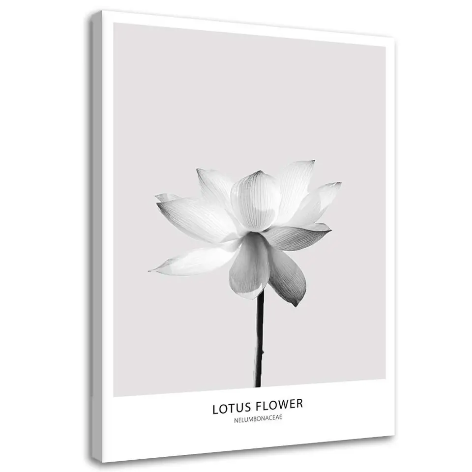⁨Obraz na płótnie, Biały kwiat lotosu (Rozmiar 40x60)⁩ w sklepie Wasserman.eu