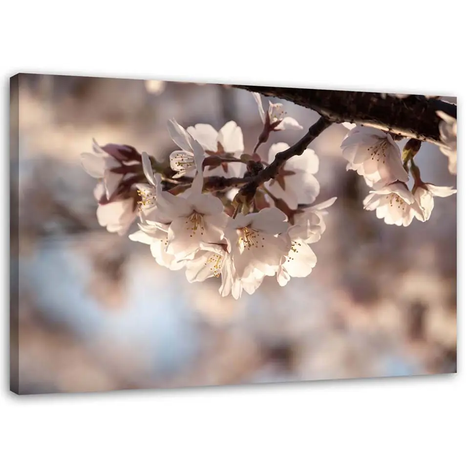 ⁨Painting on canvas, Cherry Blossom (Size 60x40)⁩ at Wasserman.eu