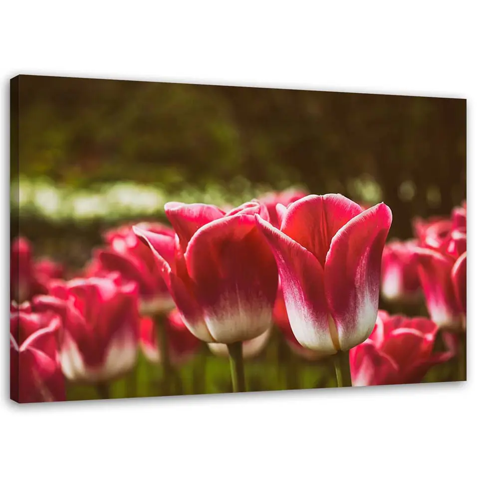 ⁨Obraz na płótnie, Kwitnące tulipany (Rozmiar 60x40)⁩ w sklepie Wasserman.eu