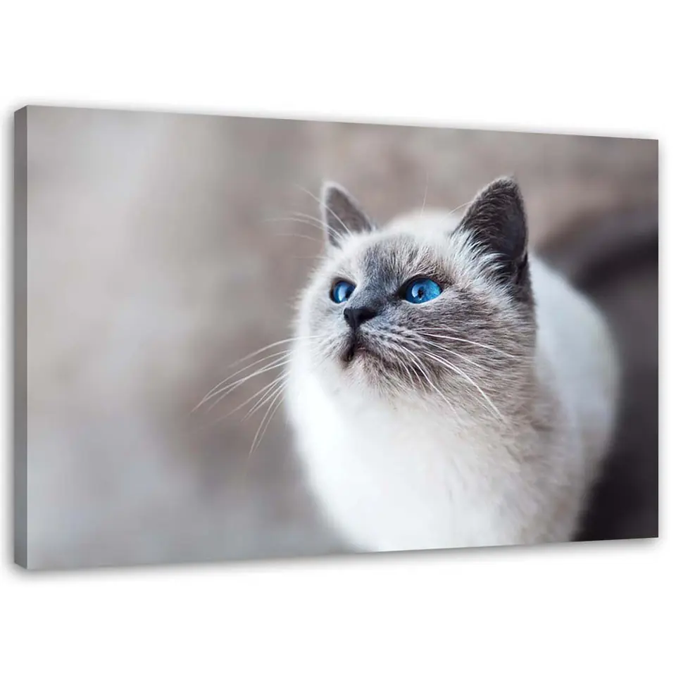 ⁨Painting on canvas, Siberian Cat (Size 60x40)⁩ at Wasserman.eu