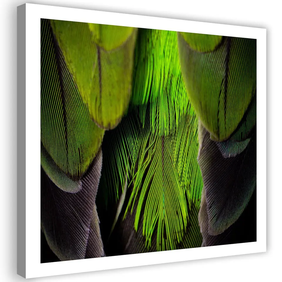 ⁨Obraz na płótnie, Pióra Ptaki Zielony Natura (Rozmiar 30x30)⁩ w sklepie Wasserman.eu