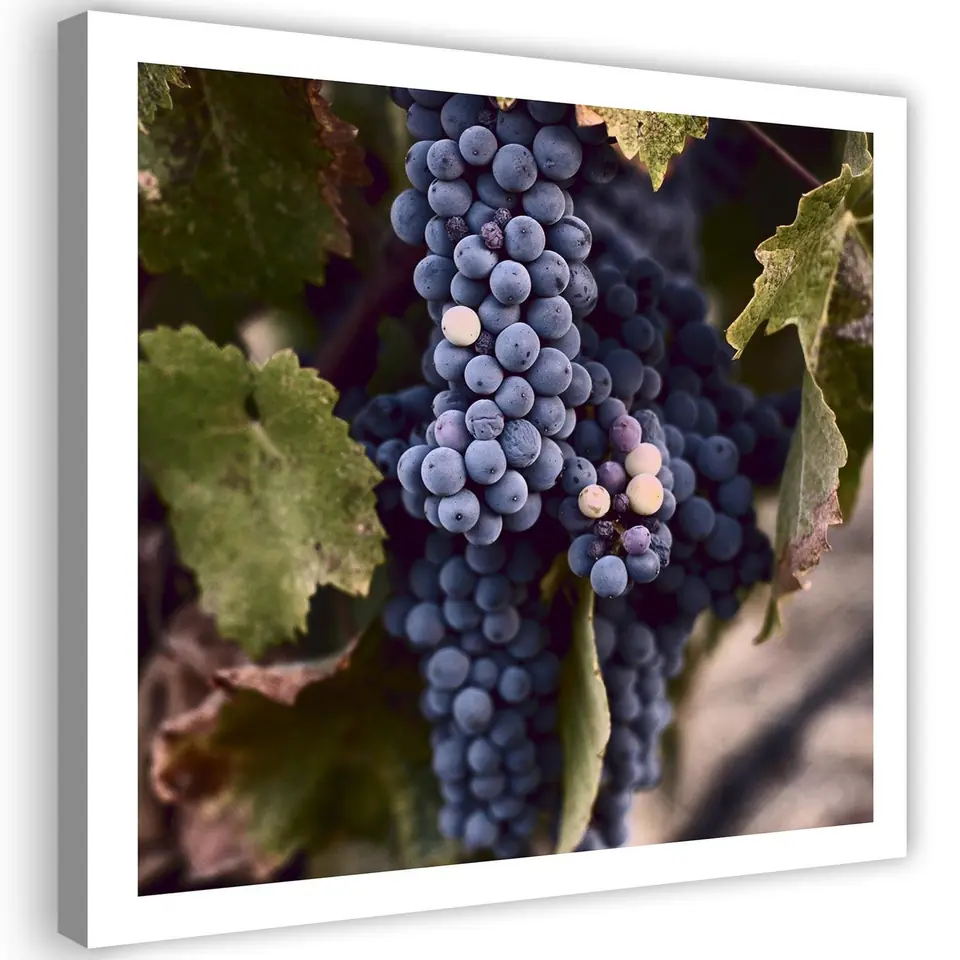 ⁨Obraz na płótnie, Ciemne winogrona (Rozmiar 60x60)⁩ w sklepie Wasserman.eu