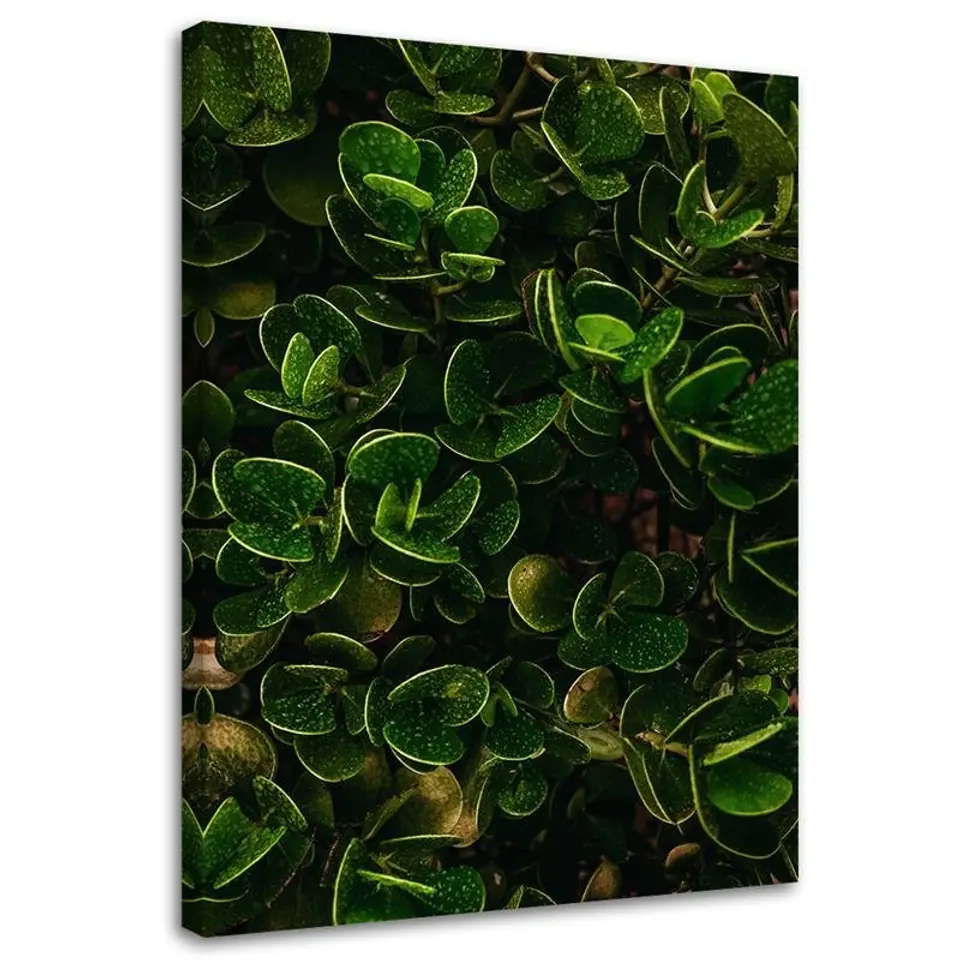 ⁨Obraz na płótnie, Egzotyczne zielone liście (Rozmiar 70x100)⁩ w sklepie Wasserman.eu