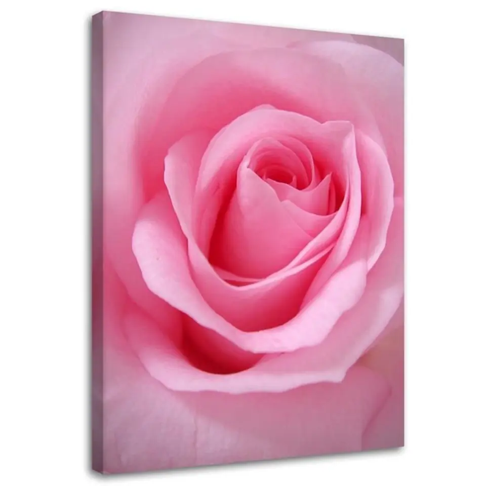 ⁨Painting on canvas, Pink rose petals (Size 40x60)⁩ at Wasserman.eu