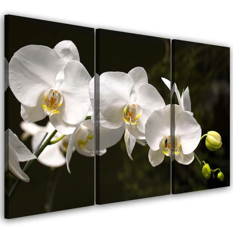 ⁨Obraz trzyczęściowy na płótnie, Biała orchidea (Rozmiar 120x80)⁩ w sklepie Wasserman.eu