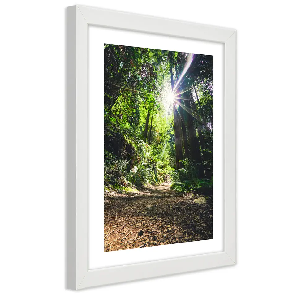 ⁨White frame poster, Path in a dense forest (Size 60x90)⁩ at Wasserman.eu
