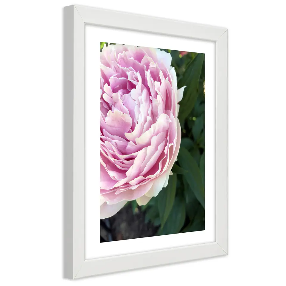⁨Poster in white frame, Cute pink peony (Size 60x90)⁩ at Wasserman.eu
