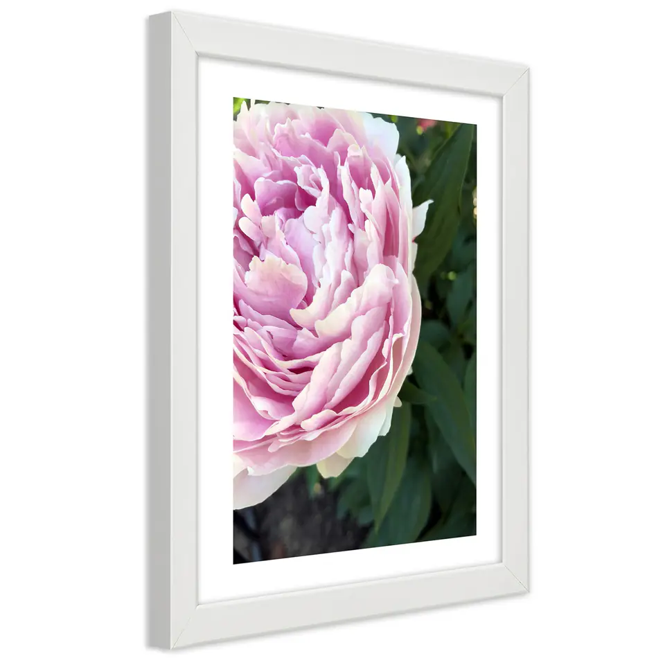 ⁨Poster in white frame, Cute pink peony (Size 30x45)⁩ at Wasserman.eu