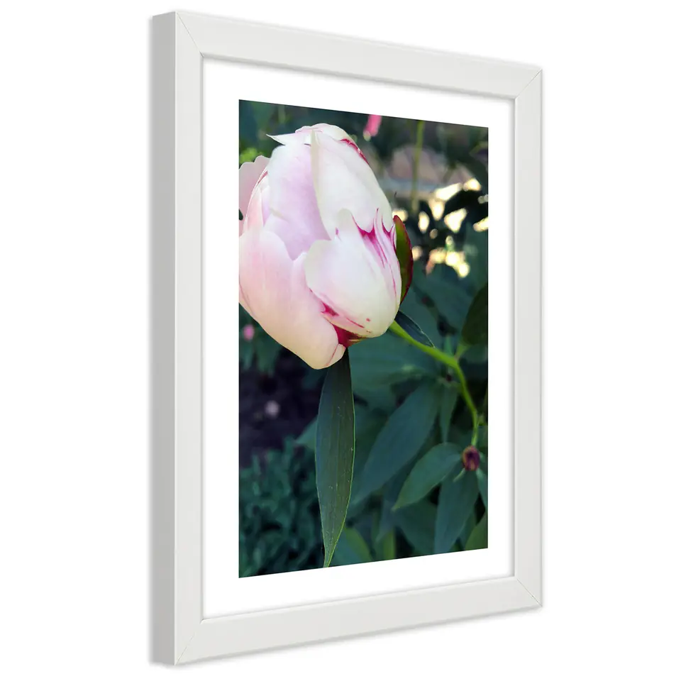 ⁨Poster in white frame, White peony (Size 70x100)⁩ at Wasserman.eu