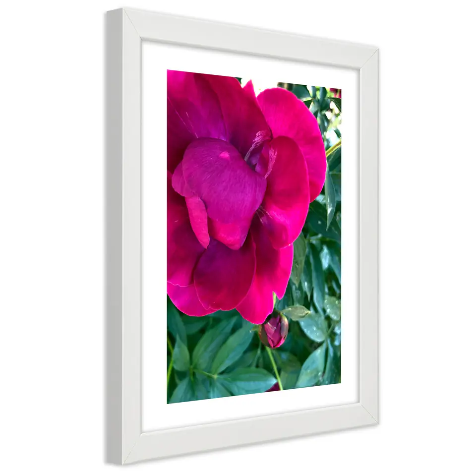 ⁨White framed poster, Pink large flower (Size 40x60)⁩ at Wasserman.eu
