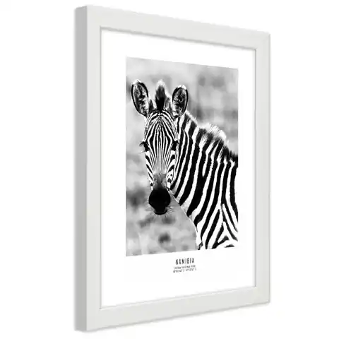⁨White frame poster, Curious zebra (Size 30x45)⁩ at Wasserman.eu