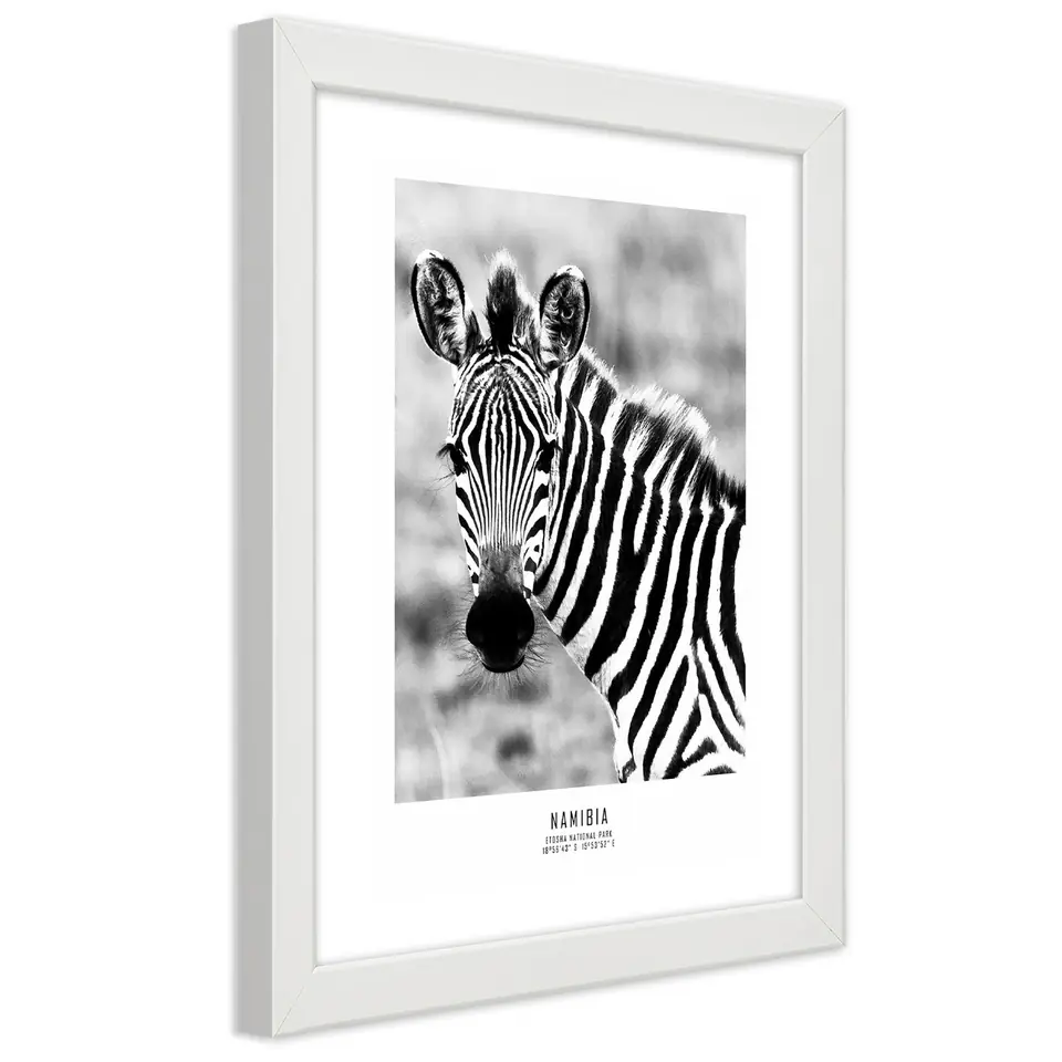 ⁨Obraz w ramie, Ciekawska zebra (Rozmiar 70x100)⁩ w sklepie Wasserman.eu