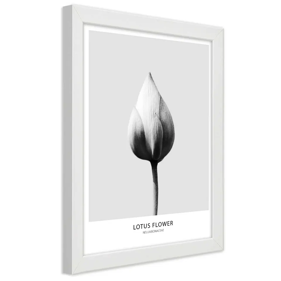 ⁨White framed poster, White lotus bud (Size 60x90)⁩ at Wasserman.eu
