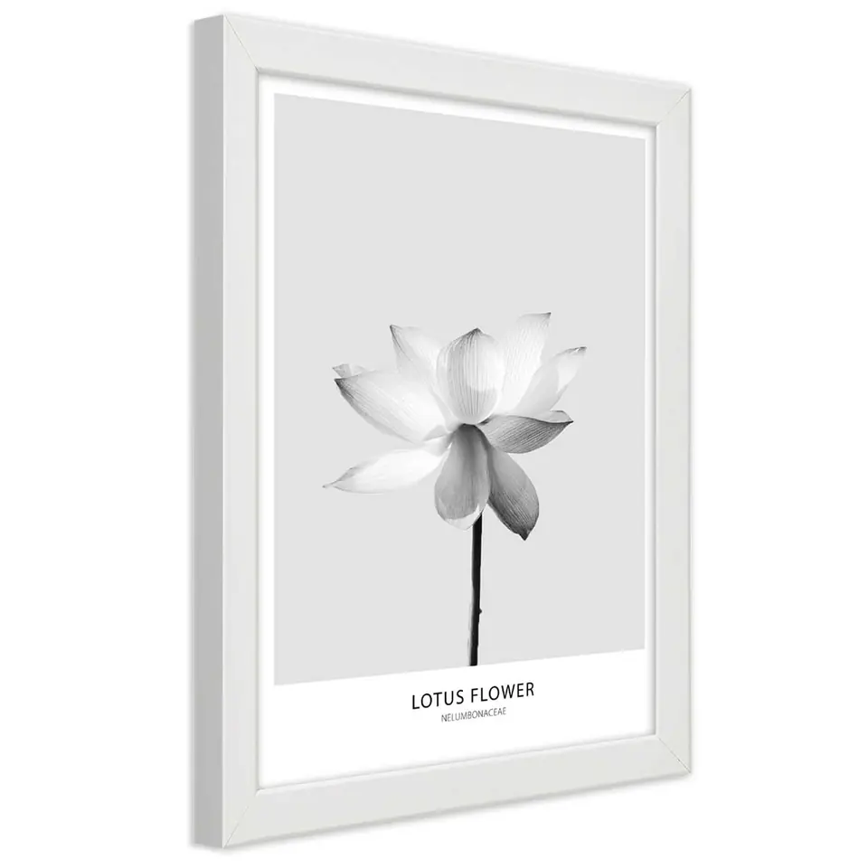 ⁨White framed poster, White lotus flower (Size 20x30)⁩ at Wasserman.eu