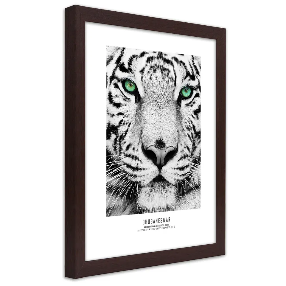 ⁨Poster framed brown, White Tiger (Size 30x45)⁩ at Wasserman.eu