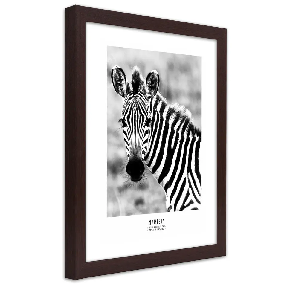 ⁨Poster in bronze frame, Curious zebra (Size 60x90)⁩ at Wasserman.eu