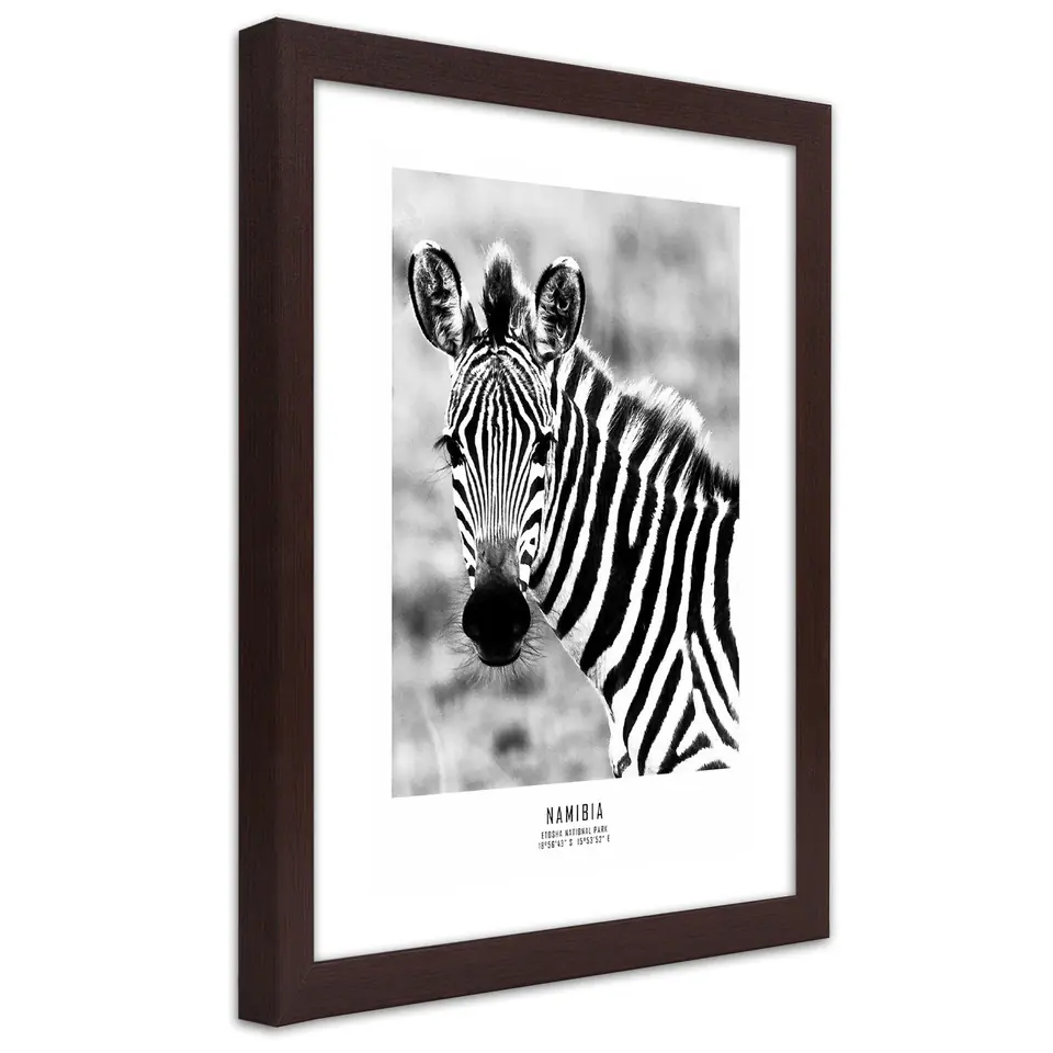 ⁨Poster in bronze frame, Curious zebra (Size 40x60)⁩ at Wasserman.eu