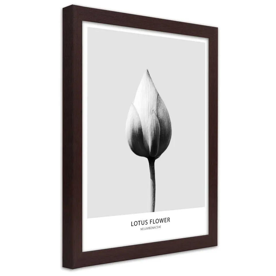 ⁨Poster in brown frame, White lotus bud (Size 60x90)⁩ at Wasserman.eu