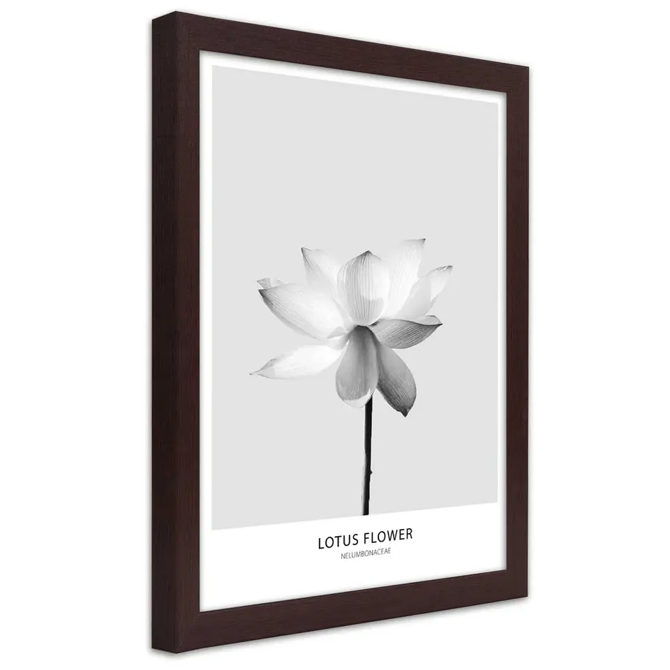 ⁨Poster in brown frame, White lotus flower (Size 40x60)⁩ at Wasserman.eu