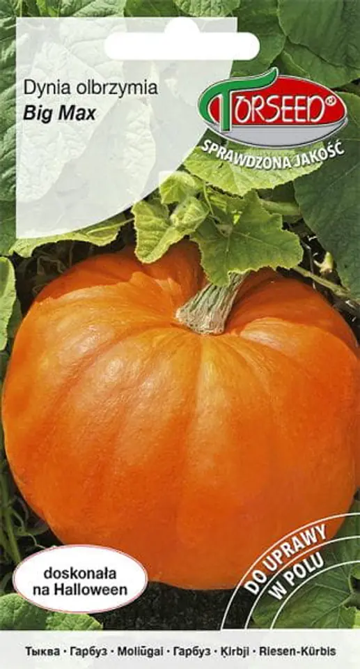Seeds Giant Pumpkin Big Max Torseed 3g at Wasserman.eu