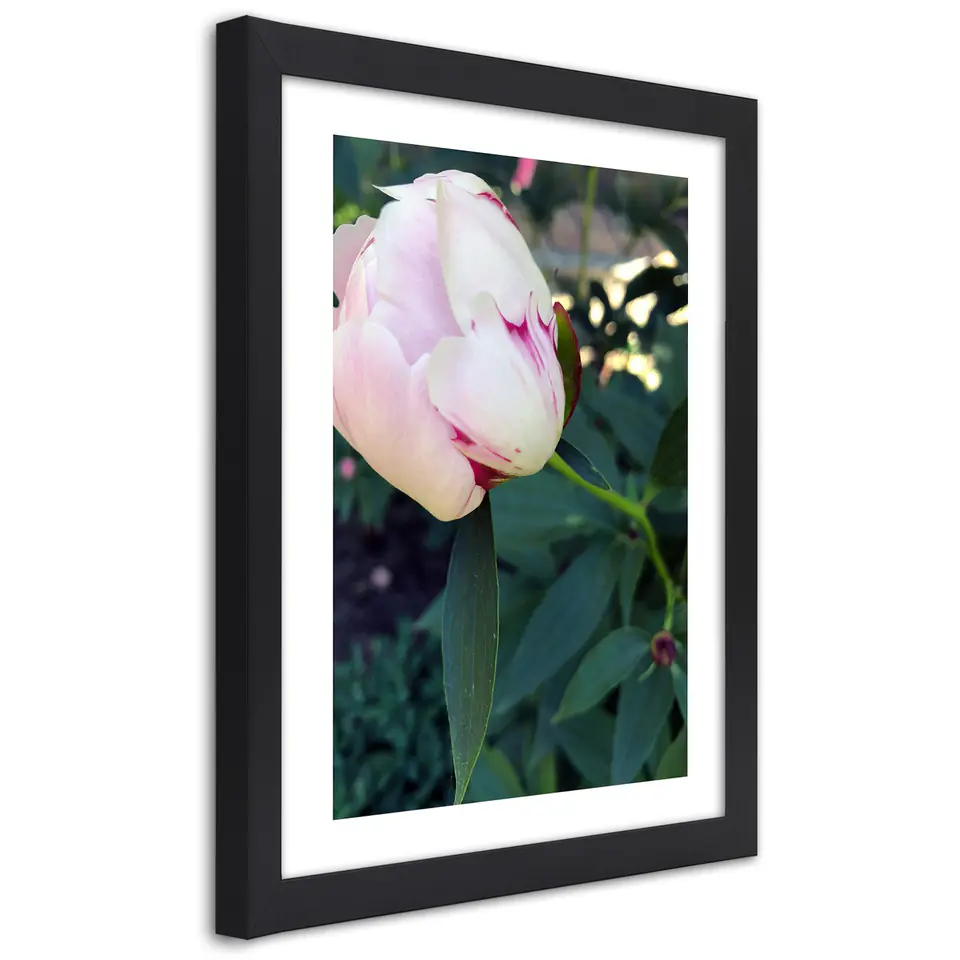 ⁨Poster in black frame, White peony (Size 40x60)⁩ at Wasserman.eu