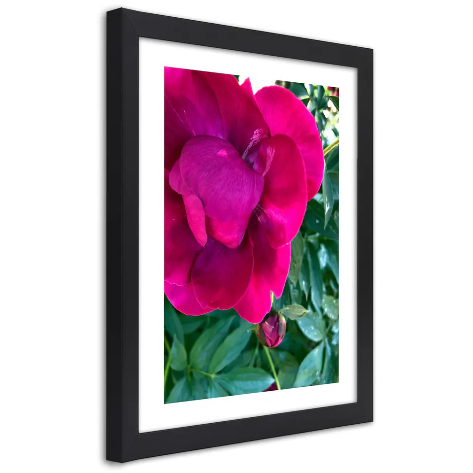 ⁨Poster in black frame, Pink large flower (Size 30x45)⁩ at Wasserman.eu