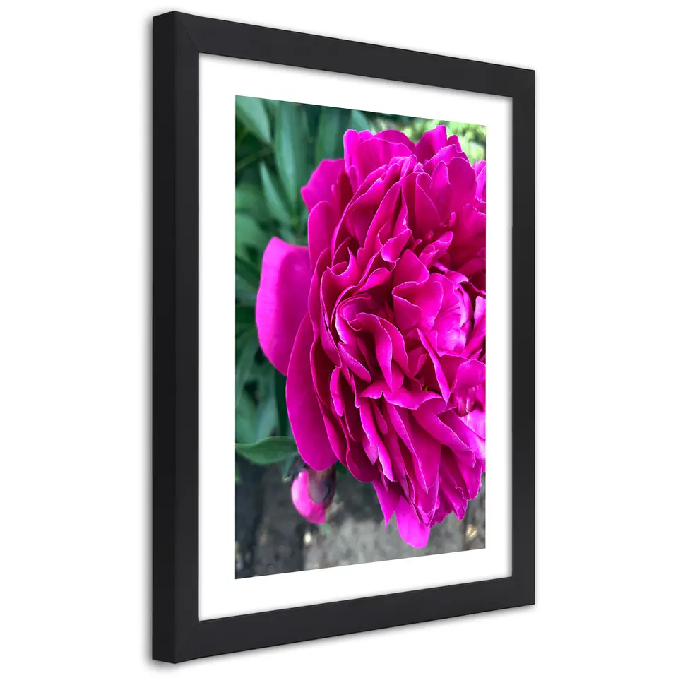 ⁨Poster in black frame, Pink large flower (Size 70x100)⁩ at Wasserman.eu