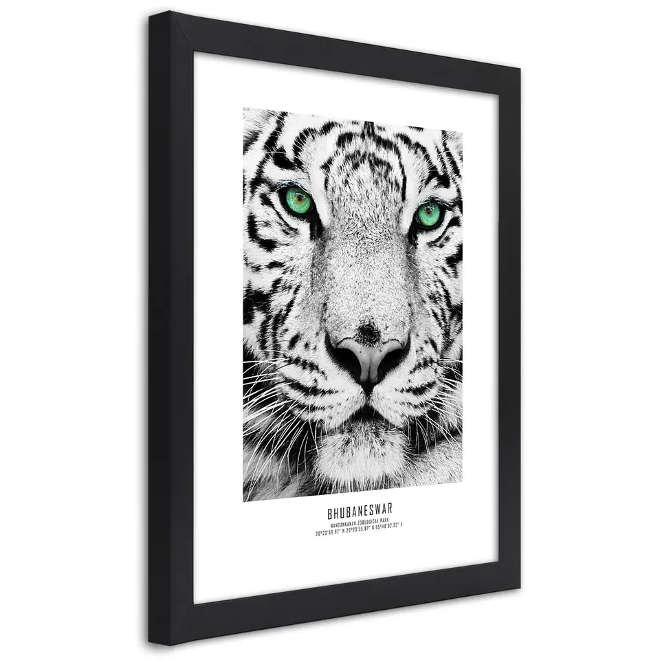 ⁨Poster in black frame, White Tiger (Size 30x45)⁩ at Wasserman.eu