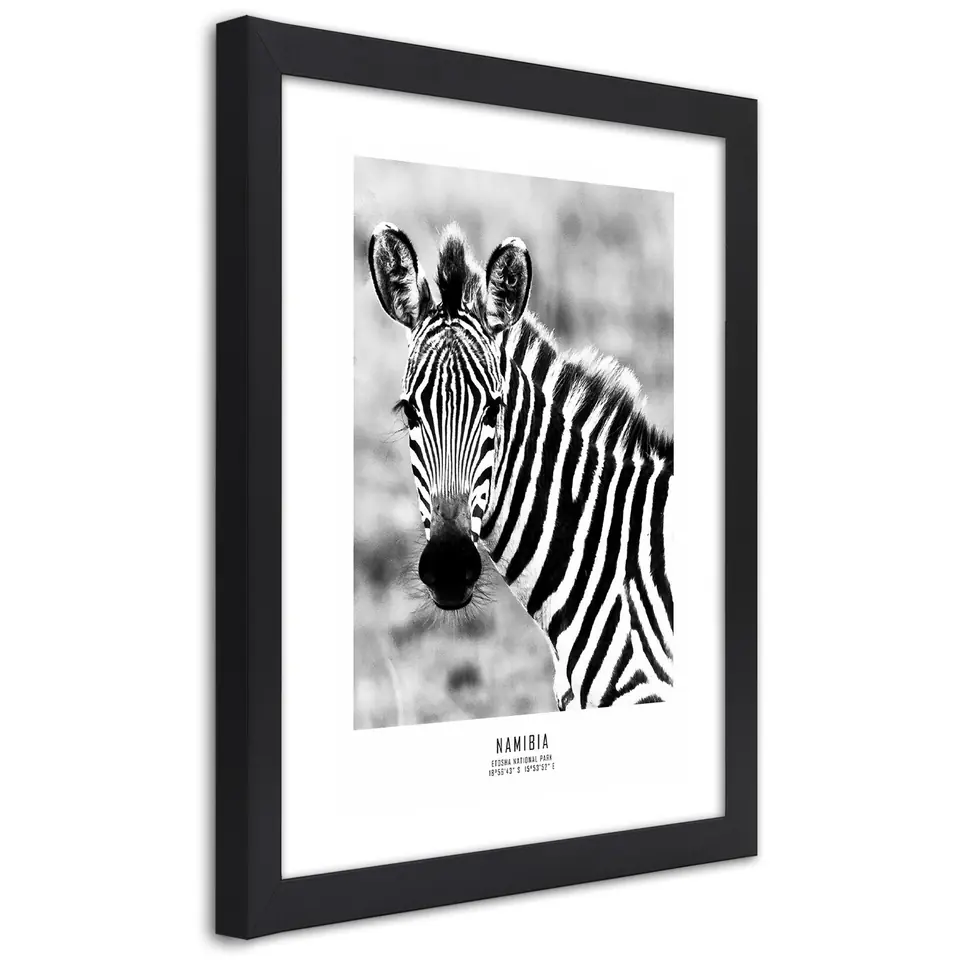 ⁨Obraz w ramie, Ciekawska zebra (Rozmiar 70x100)⁩ w sklepie Wasserman.eu