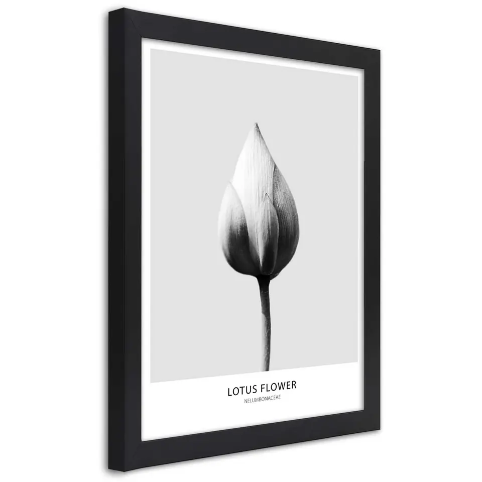 ⁨Poster in black frame, White lotus bud (Size 70x100)⁩ at Wasserman.eu