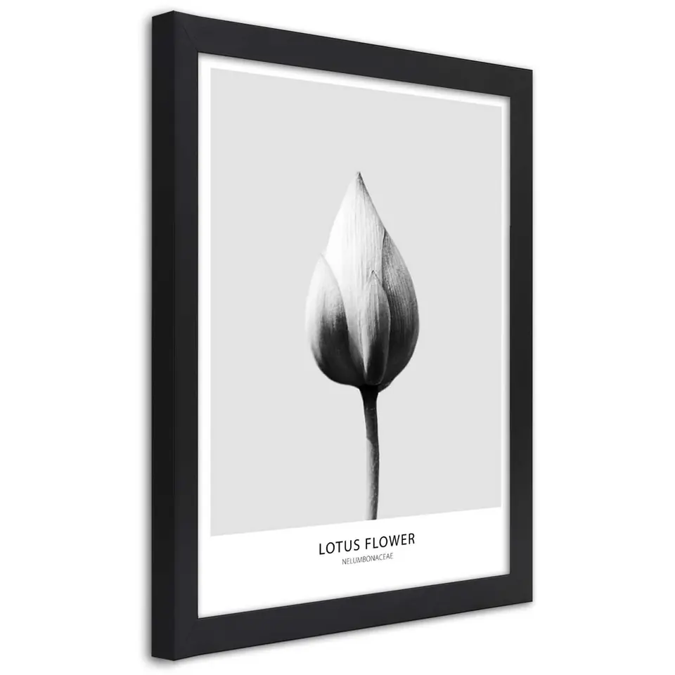 ⁨Obraz w ramie, Biały pączek lotosu (Rozmiar 20x30)⁩ w sklepie Wasserman.eu