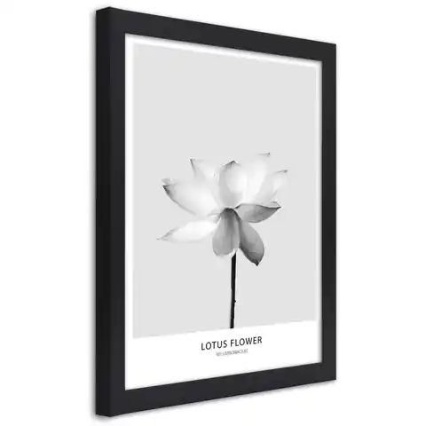 ⁨Black frame poster, White lotus flower (Size 60x90)⁩ at Wasserman.eu